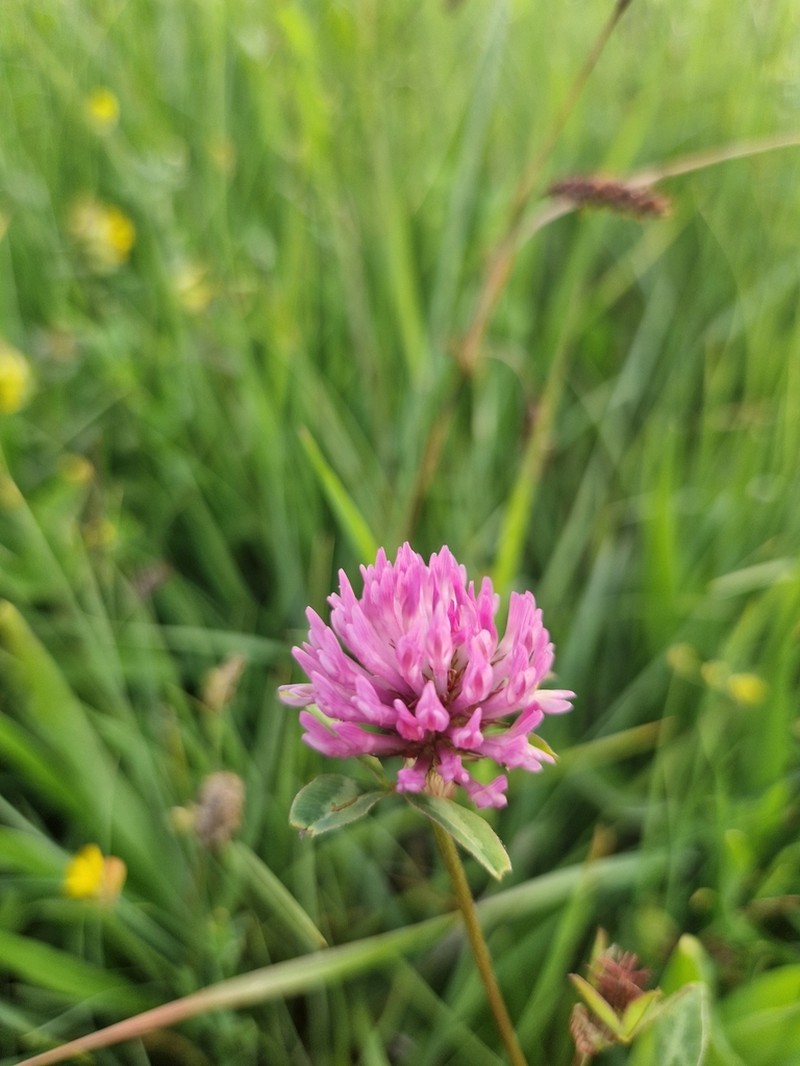 Trifolium velebiticum photo 6
