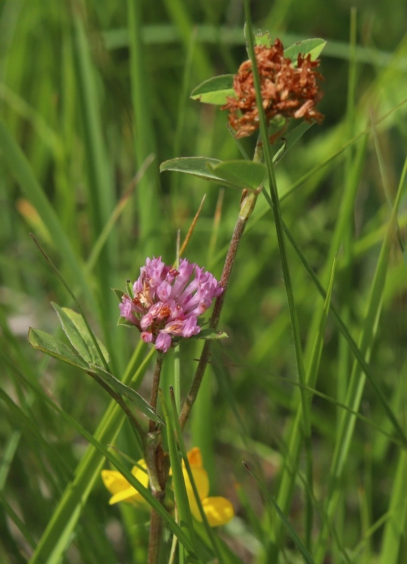 Trifolium velebiticum photo 7
