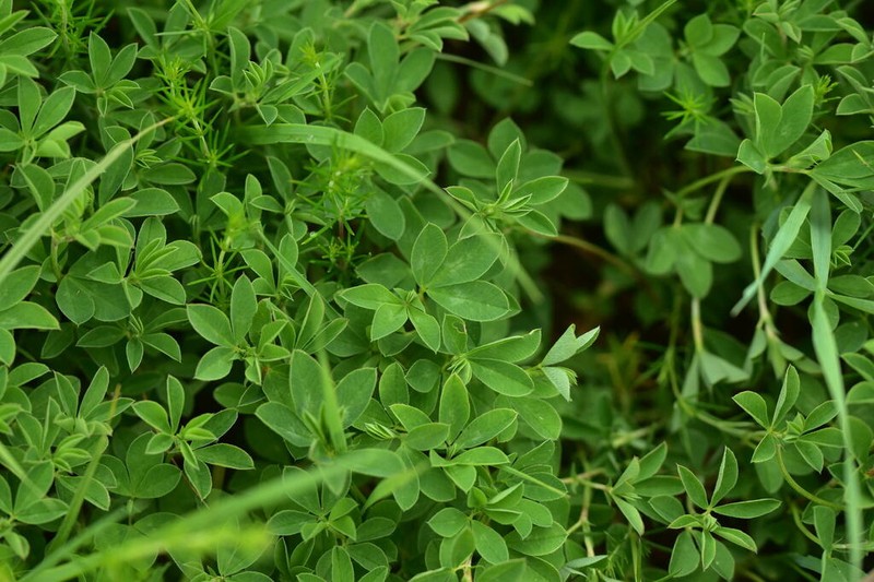 Trifolium velebiticum photo 8