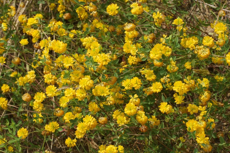 Trifolium velenovskyi photo 2