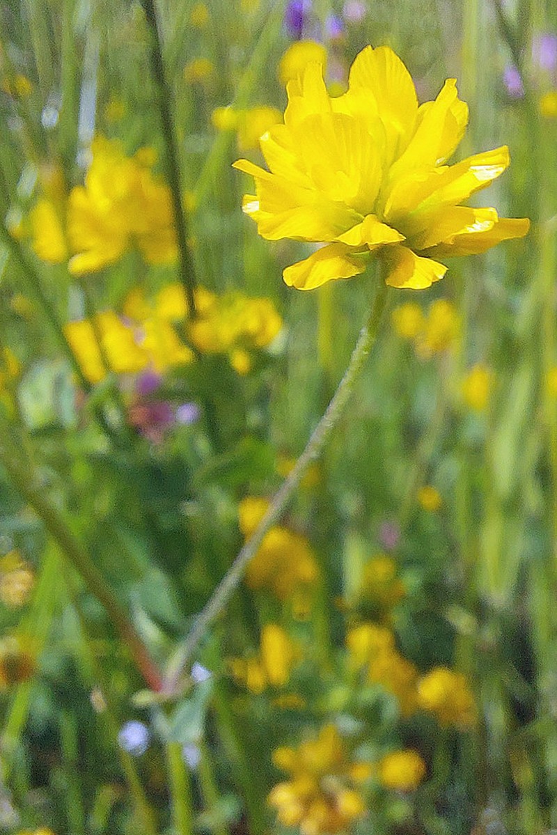 Trifolium velenovskyi photo 5