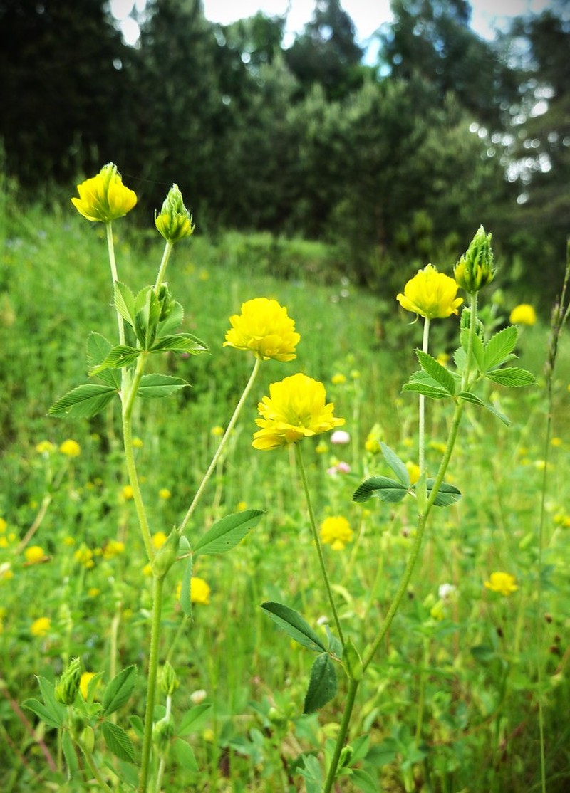 Trifolium velenovskyi photo 6