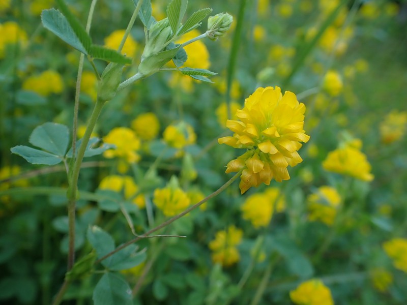 Trifolium velenovskyi photo 7