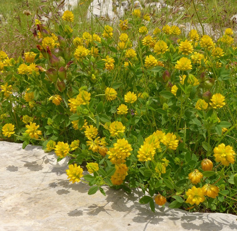 Trifolium velenovskyi photo 8