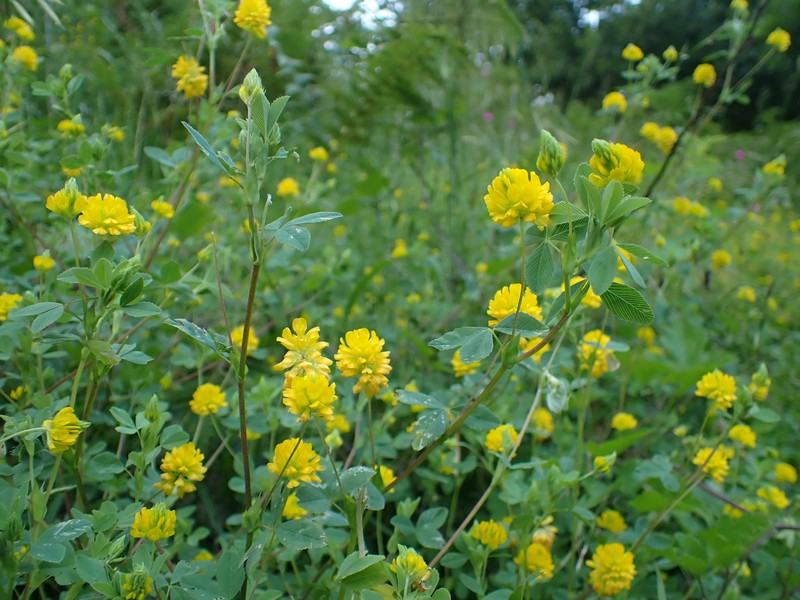Trifolium velenovskyi