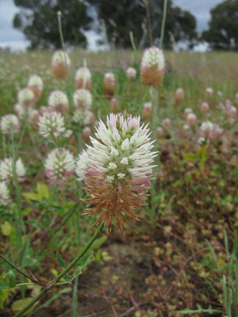 Arrowleaf Clover photo 4