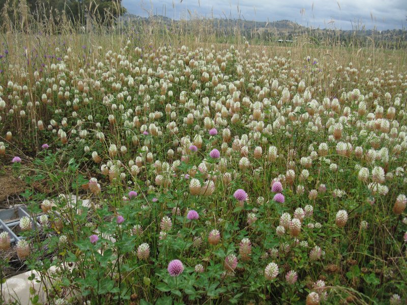 Arrowleaf Clover photo 5