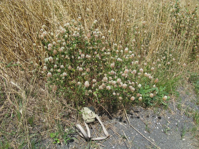 Arrowleaf Clover photo 6