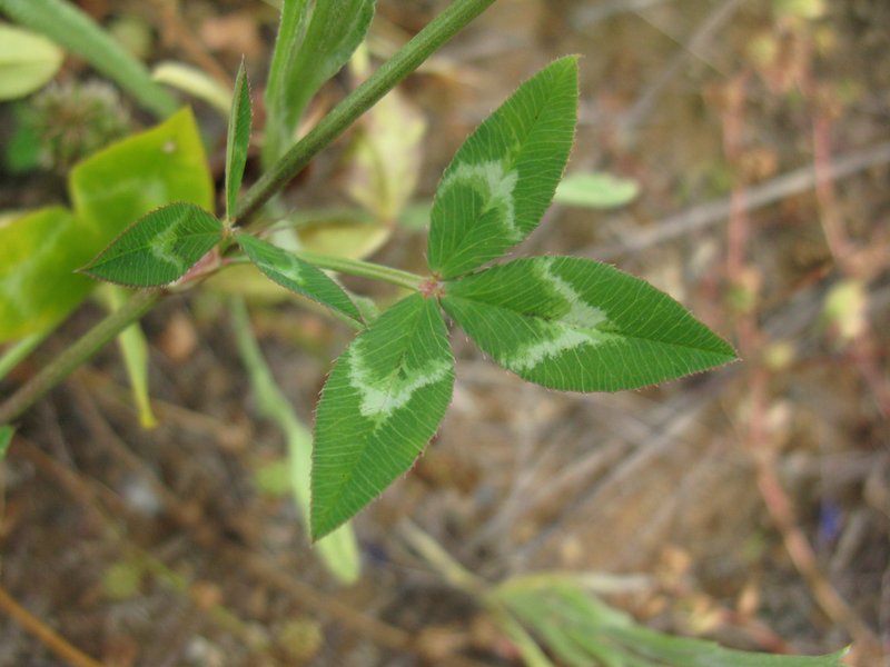 Arrowleaf Clover photo 7