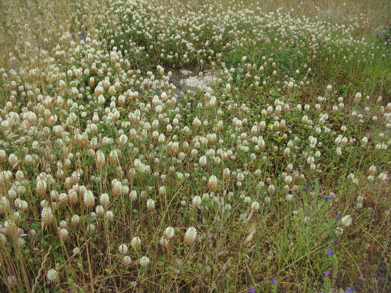 Arrowleaf Clover photo 2