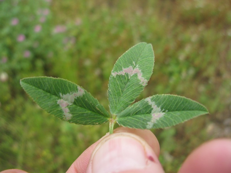 Arrowleaf Clover photo 3