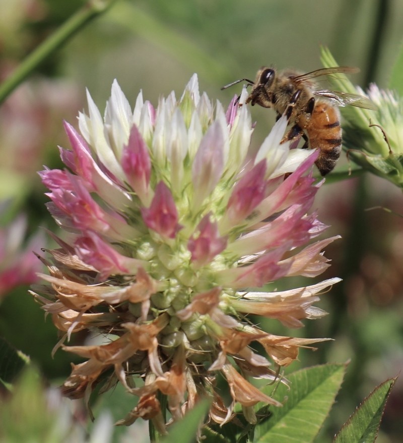 Trifolium vessiculosum