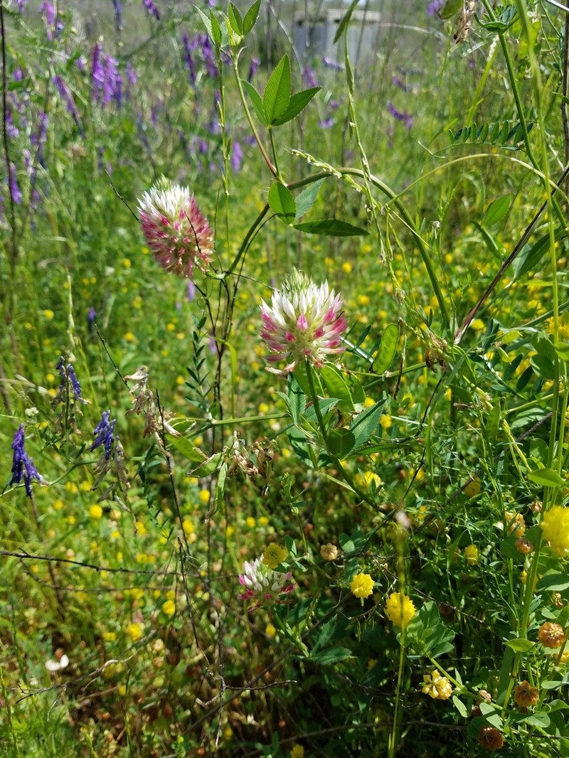 Trifolium vessiculosum photo 2