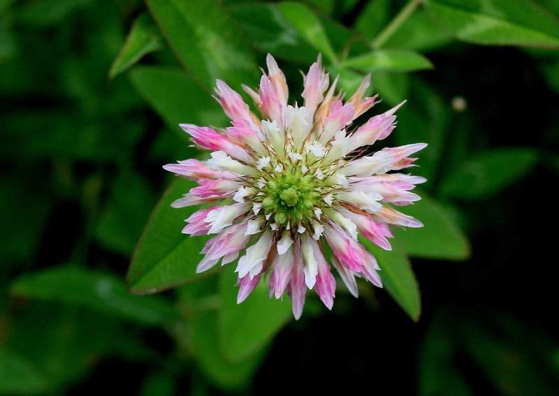 Trifolium vessiculosum photo 3