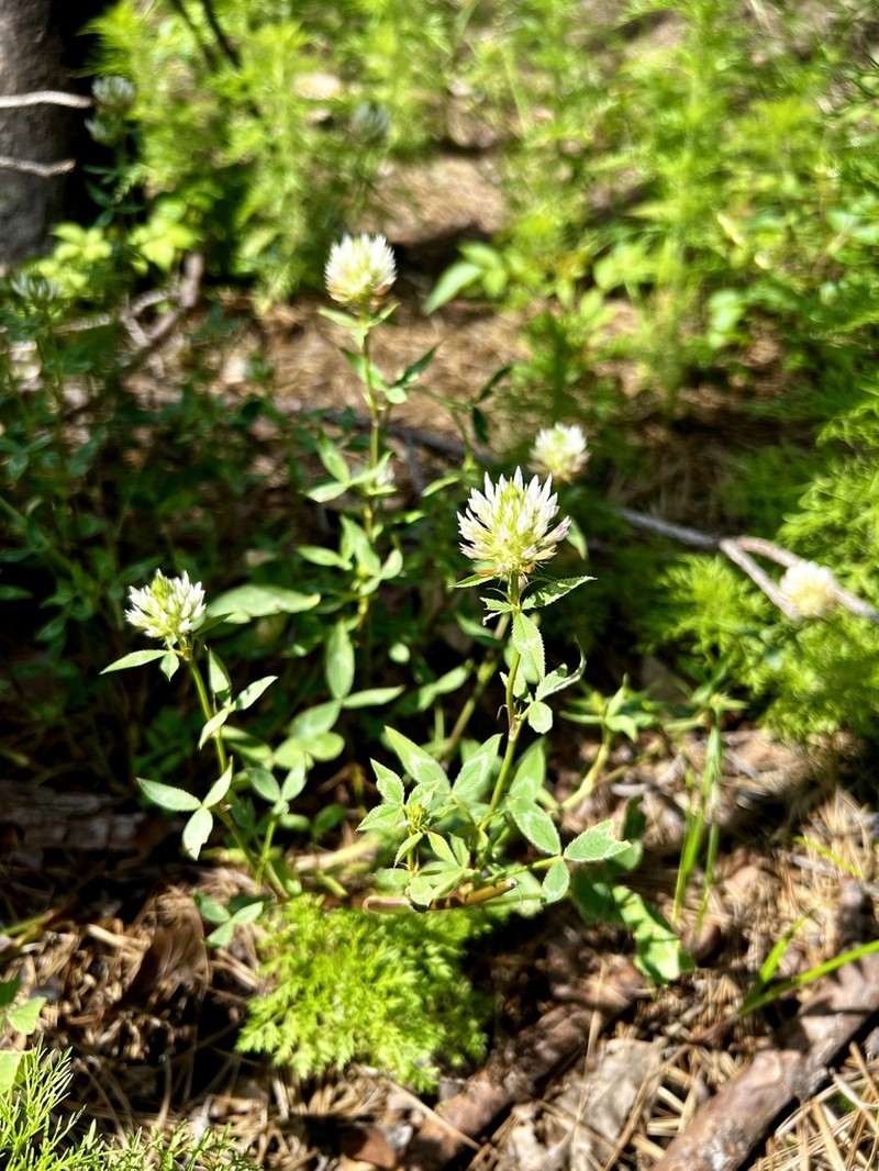 Trifolium vessiculosum photo 4