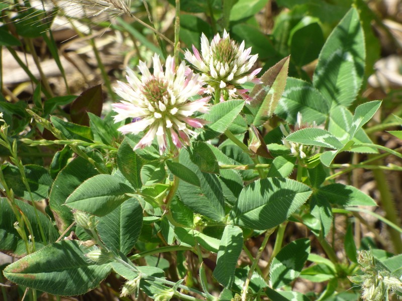 Trifolium vessiculosum photo 5