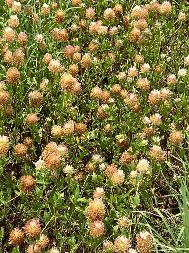 Trifolium vessiculosum photo 6