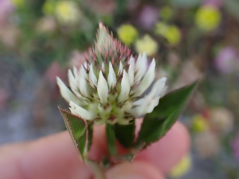 Trifolium vessiculosum photo 7