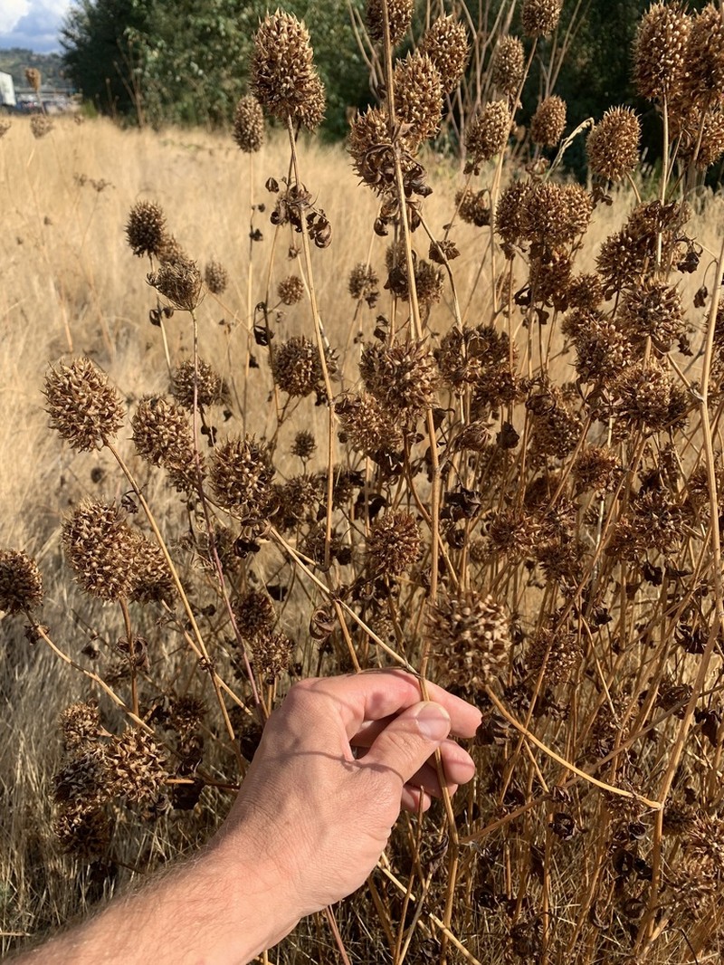 Trifolium vessiculosum photo 8