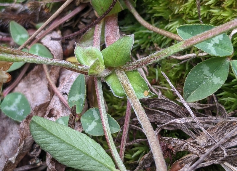 Kates Mountain Clover photo 3