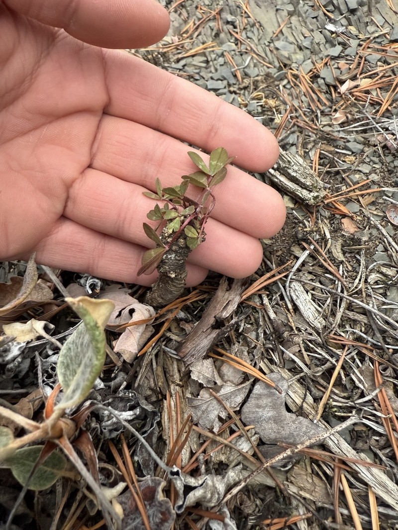 Kates Mountain Clover photo 4