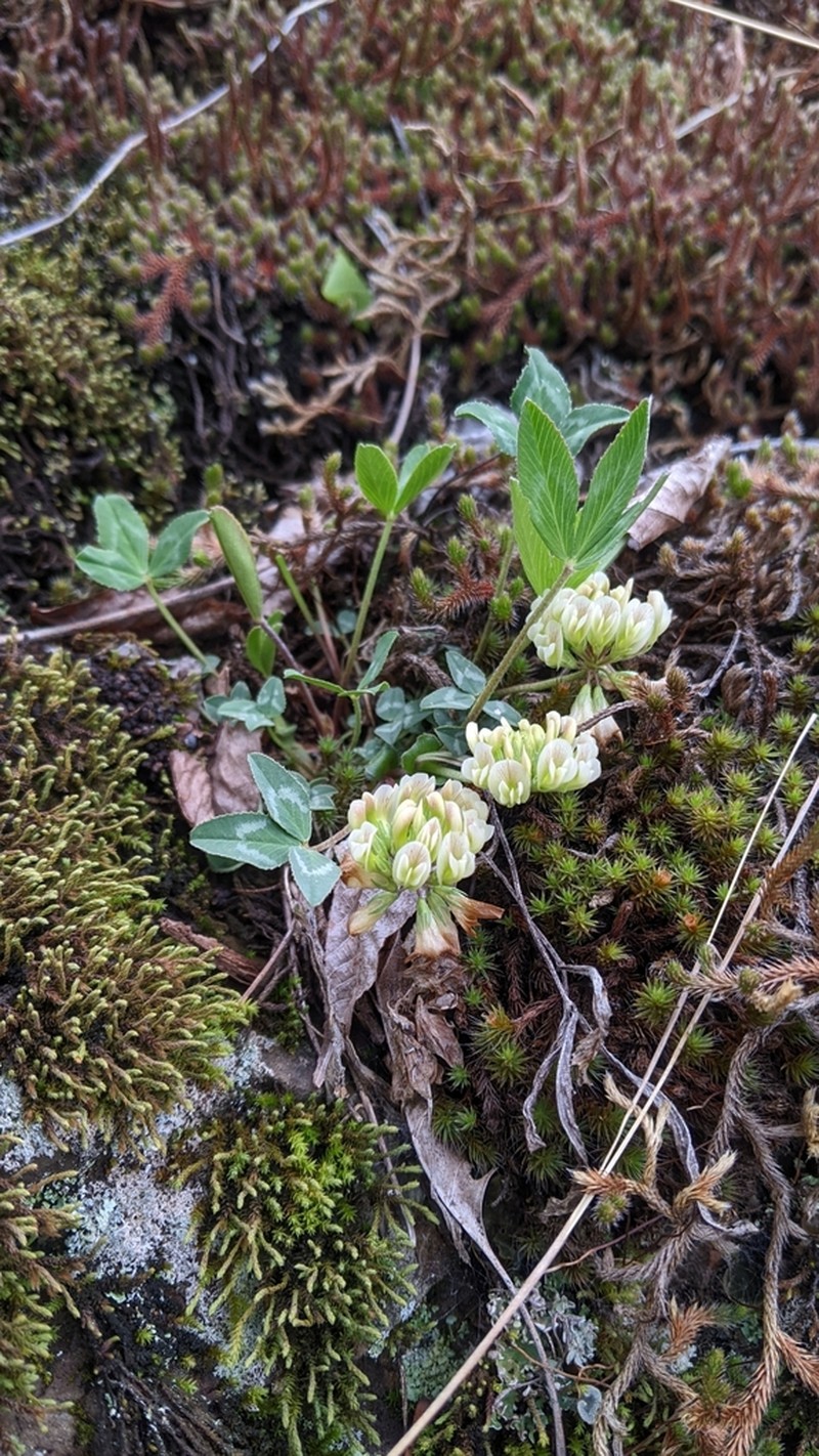Kates Mountain Clover photo 5