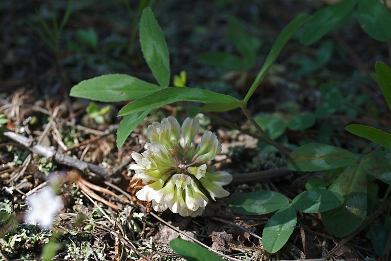 Kates Mountain Clover photo 6