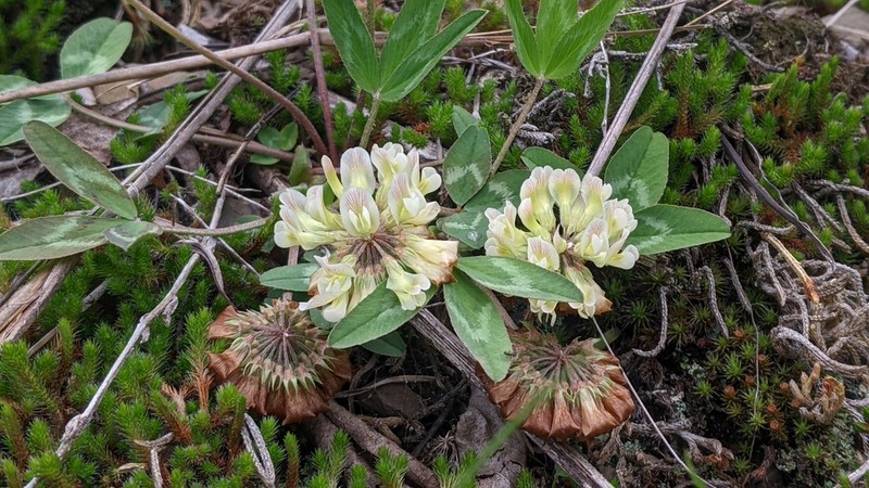 Kates Mountain Clover photo 7