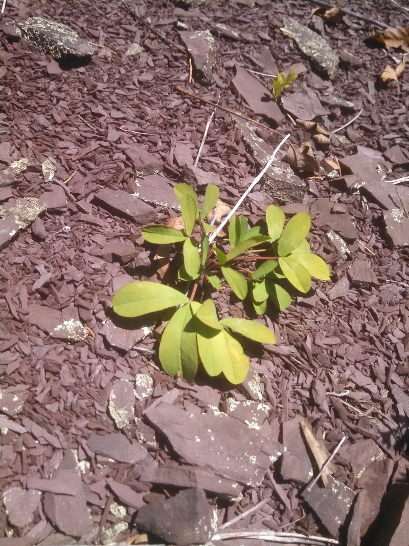 Kates Mountain Clover photo 8
