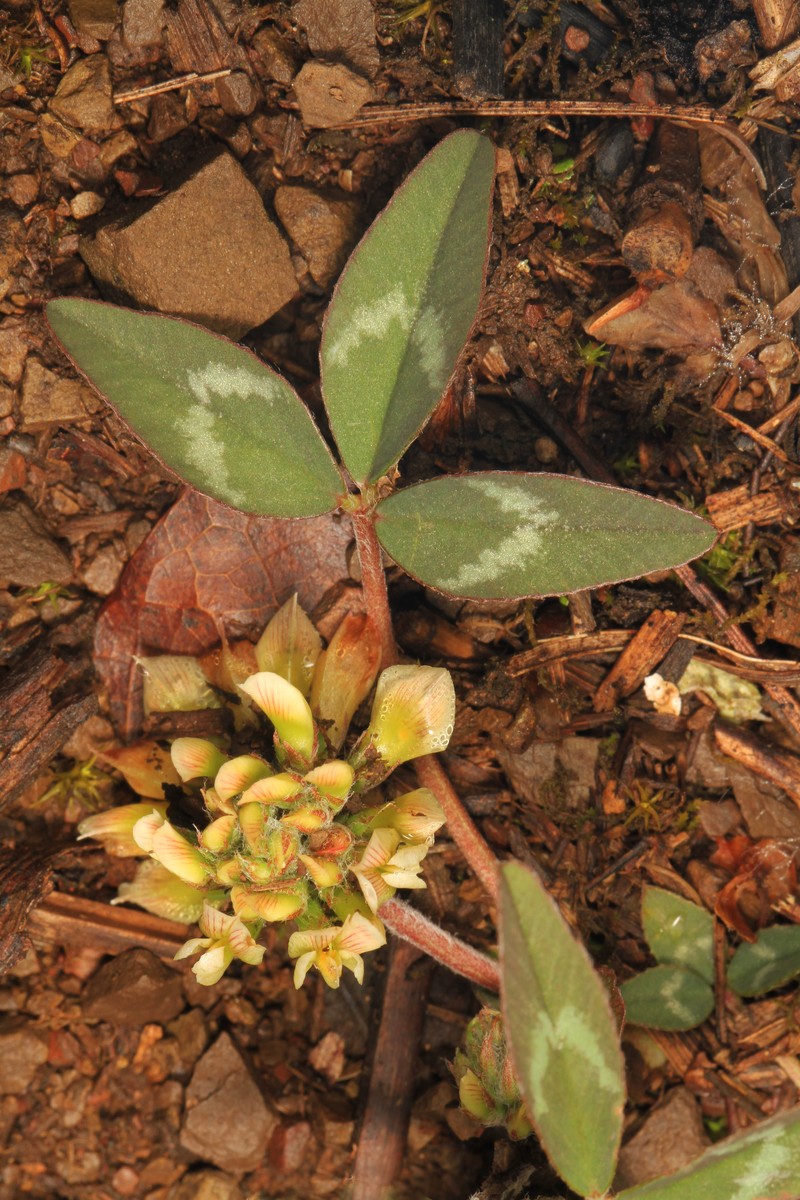 Kates Mountain Clover
