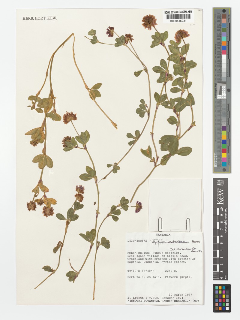 Trifolium wentzelianum