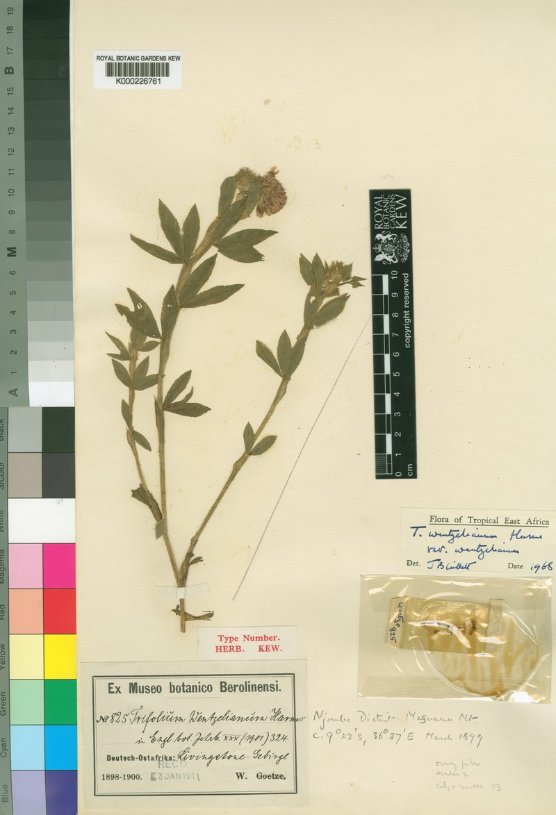 Trifolium wentzelianum photo 2