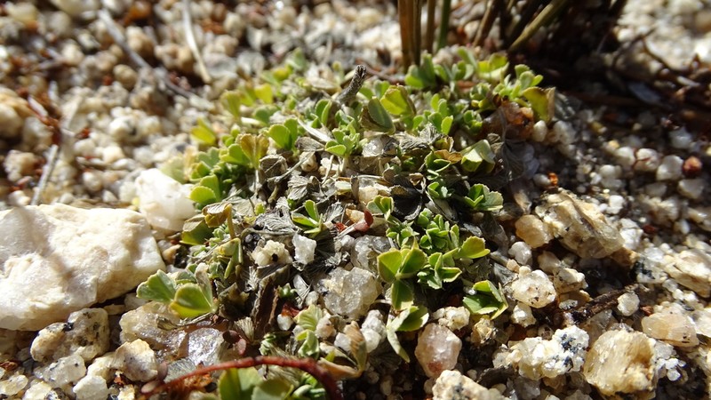 Trifolium wigginsii