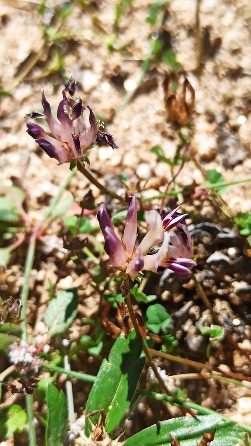Trifolium wigginsii photo 2