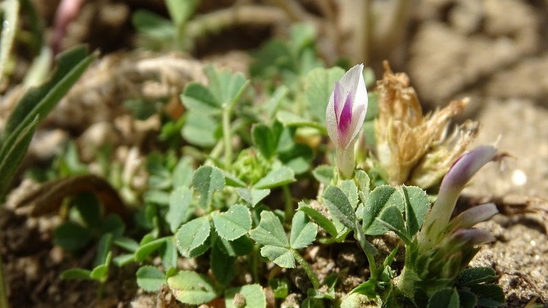 Trifolium wigginsii photo 3