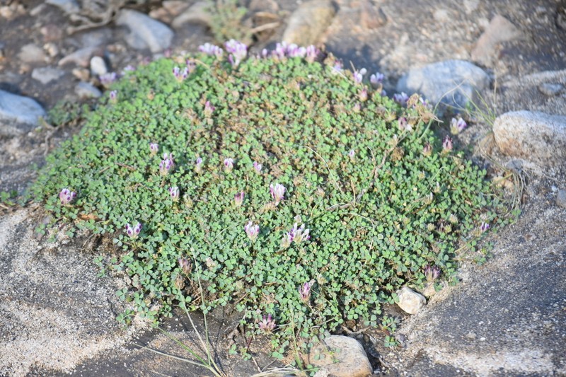 Trifolium wigginsii photo 4