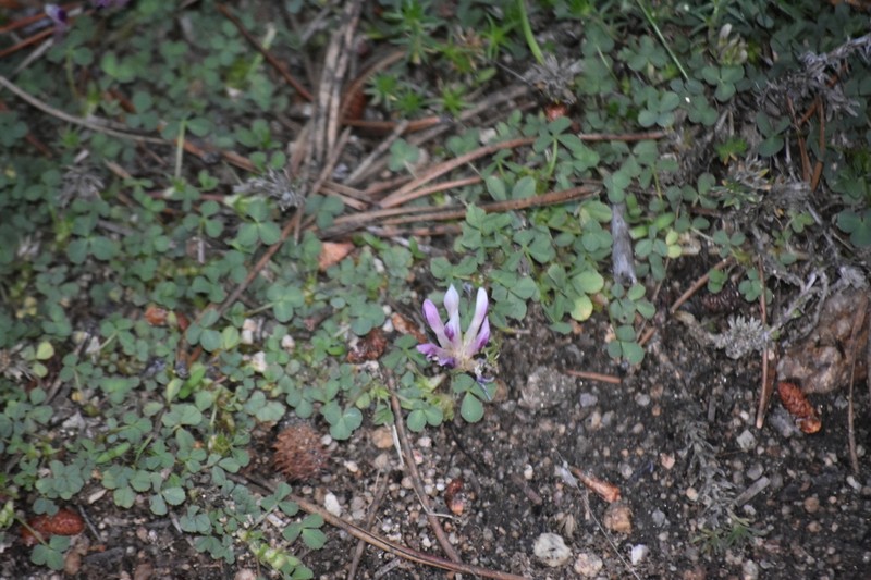 Trifolium wigginsii photo 5