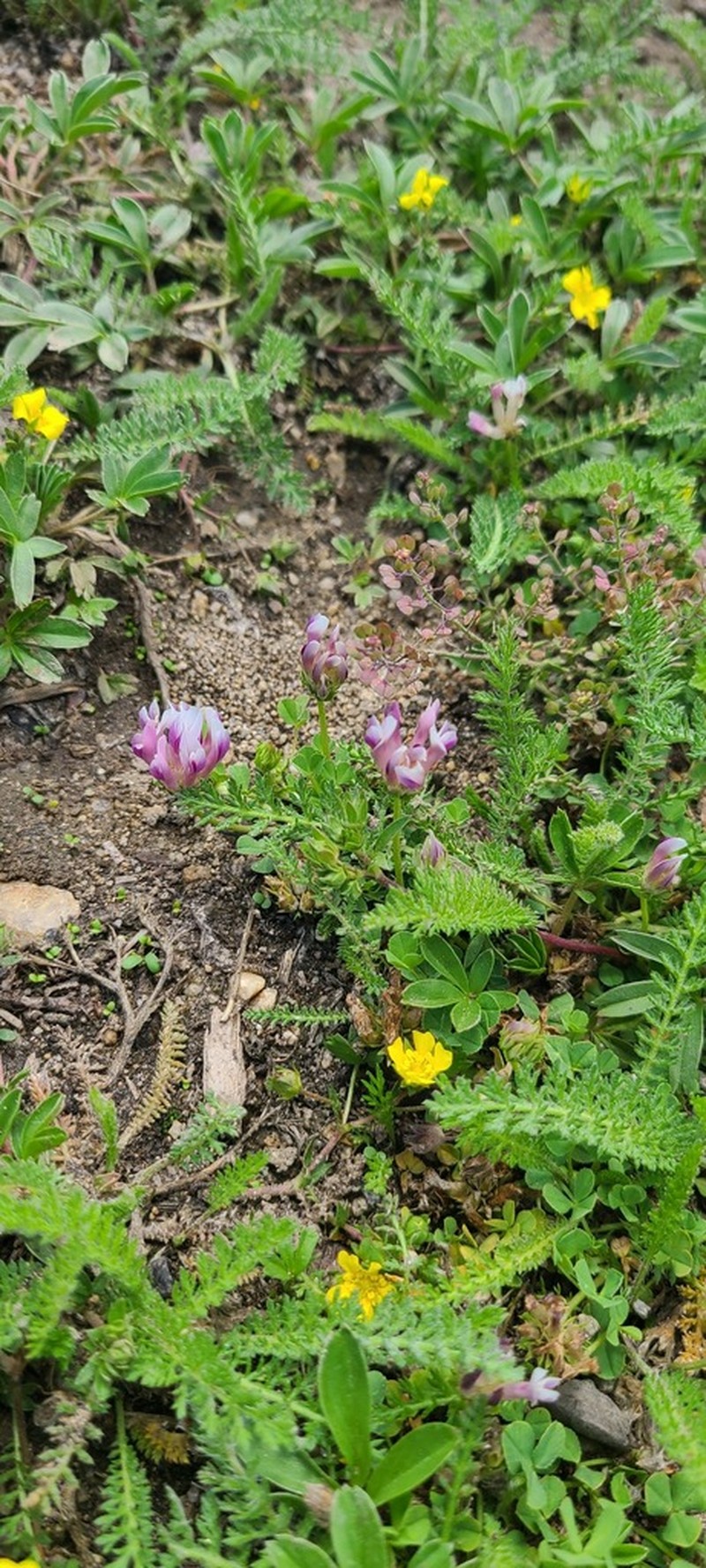 Trifolium wigginsii photo 6