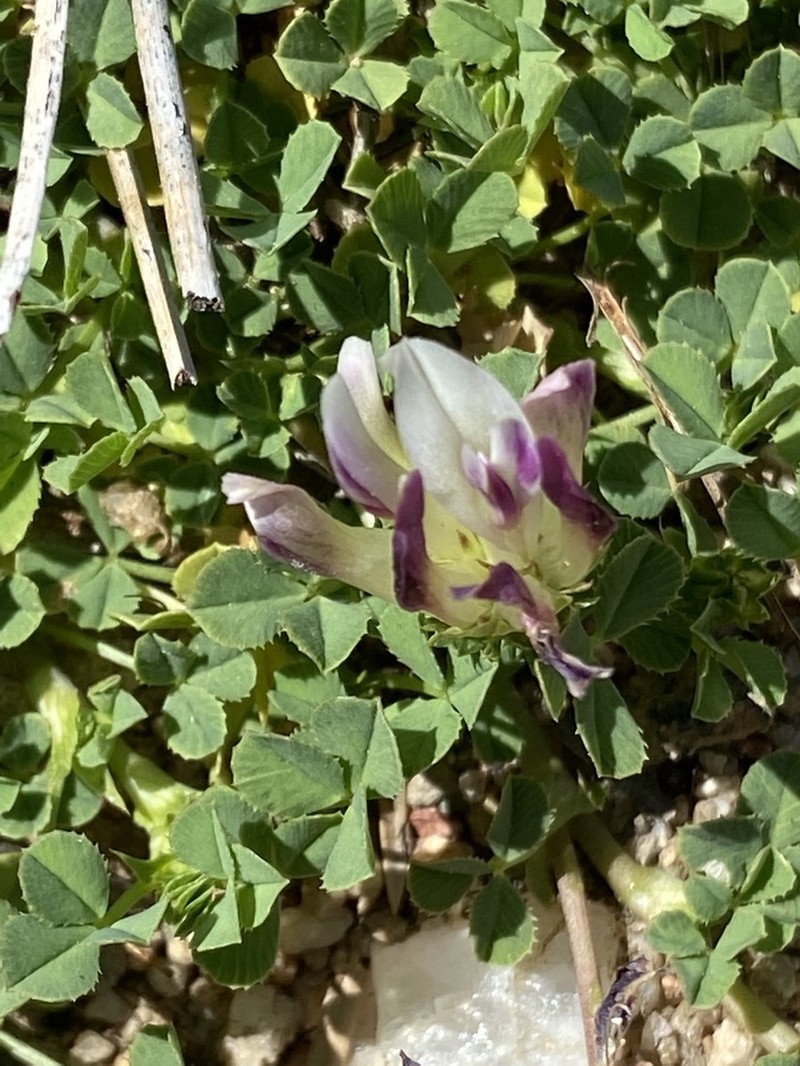 Trifolium wigginsii photo 7