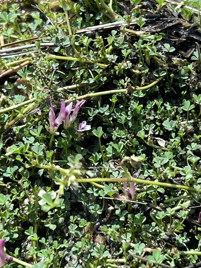 Trifolium wigginsii photo 8