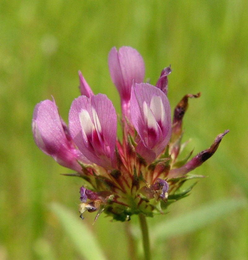 Tomcat Clover photo 3