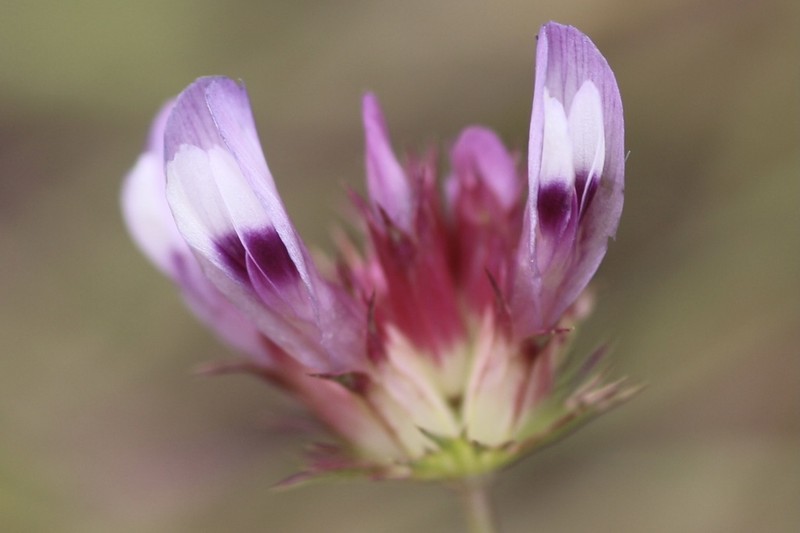 Tomcat Clover photo 8
