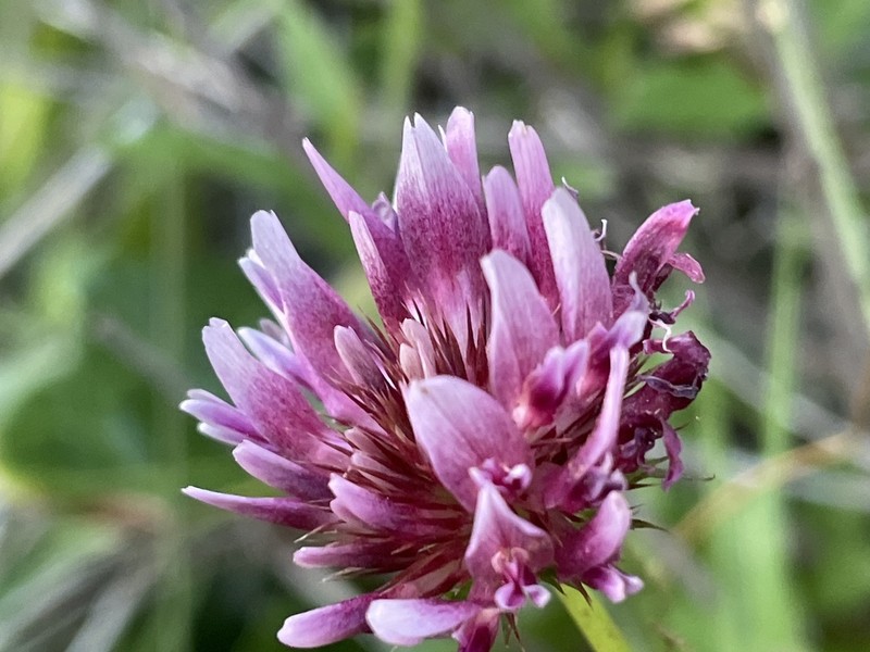 Cows Clover photo 3