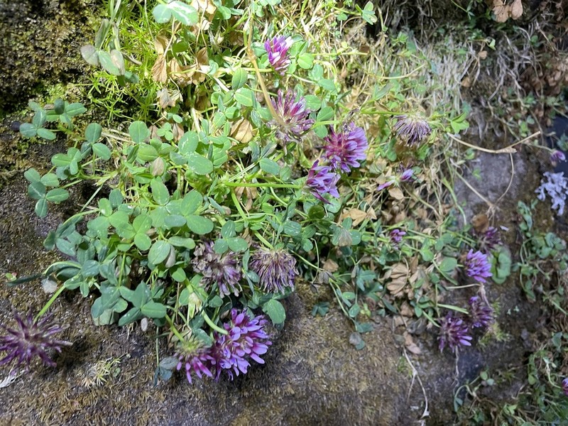 Cows Clover photo 4