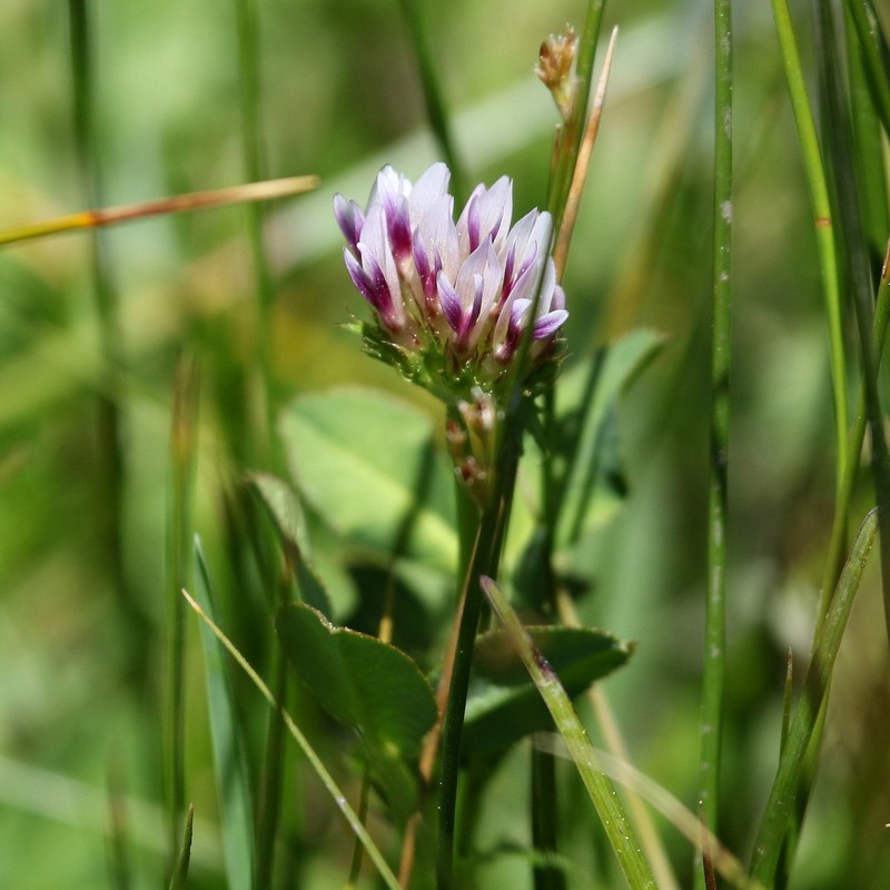 Cows Clover photo 5