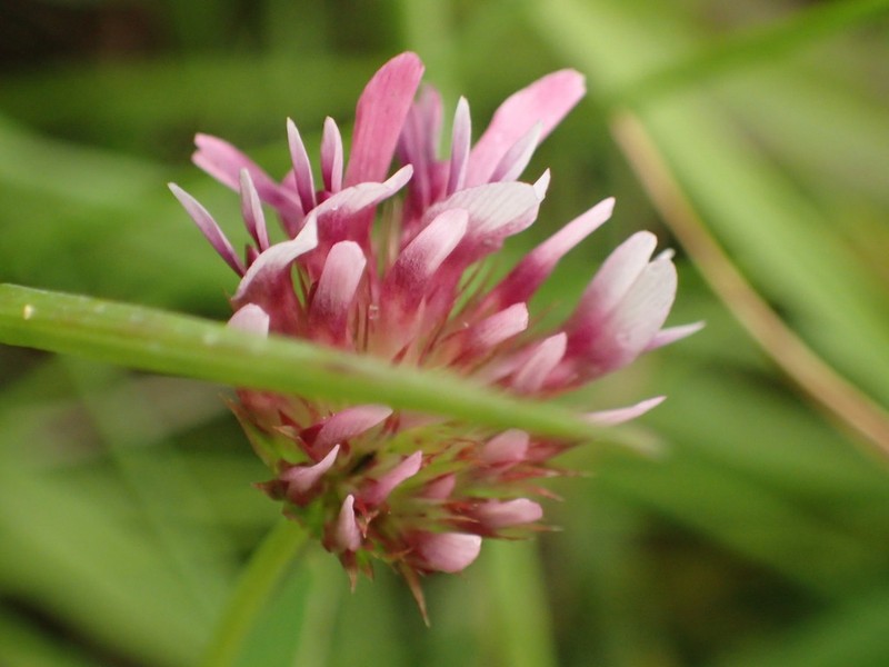 Cows Clover photo 6