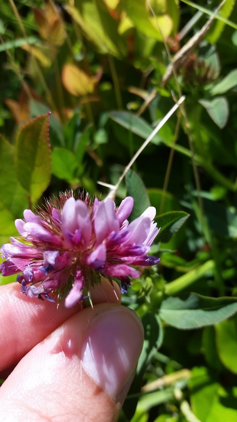 Cows Clover photo 7