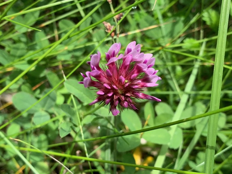 Cows Clover photo 8
