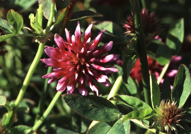 Cows Clover photo 3
