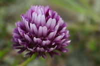 Cows Clover